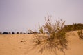 The desert near the shore of Fuerteventura