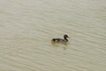 Wild duck in the Yeruham lake