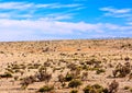 Desert of New Mexico. Royalty Free Stock Photo