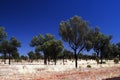 Desert Oak Trees on spinifex plain Royalty Free Stock Photo
