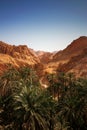 Desert oasis Royalty Free Stock Photo