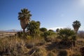 Desert Oasis Lake Mead National Recreation Area Royalty Free Stock Photo