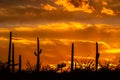 Desert Oasis at Sunset with clouds and orange colored sky Royalty Free Stock Photo