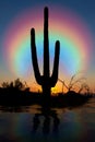 Desert Oasis at Sunset with clouds and orange colored sky Royalty Free Stock Photo