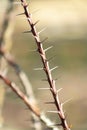 Desert Ocotillo cactus plant with thorns on long slender vine with brown surface in a natural setting