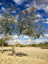 Desert Orchid Tree, Salome, AZ