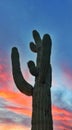 Desert Painted Sky Saguaro Cactus