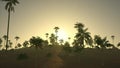 Desert palm animated scene of nature landscape at sunset