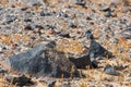 Desert picturesque landscape with black stones and sand