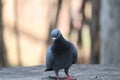 Desert pigeon on rock Royalty Free Stock Photo