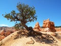 Desert Pine Tree Royalty Free Stock Photo