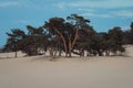 Desert and pine trees. National Park de Loonse en Drunense Duinen in Udenhout Netherland Royalty Free Stock Photo