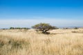 Desert plain  landscape covered with dry grass. lonely savanna with a tree. Spreading tree stands alone in a field. Wide tree in Royalty Free Stock Photo