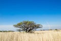 Desert plain  landscape covered with dry grass. lonely savanna with a tree. Spreading tree stands alone in a field. Wide tree in Royalty Free Stock Photo