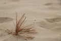 Desert plant dew drops Royalty Free Stock Photo