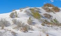 Desert Plant Display in the White Sands Royalty Free Stock Photo