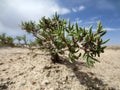 Desert plant, Gobi Desert Royalty Free Stock Photo