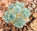 Desert plant with hairy leaves Royalty Free Stock Photo