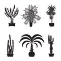 Desert plant. Illustration of palm trees on white background