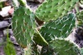 Desert plant opuntia monacantha with needles Royalty Free Stock Photo