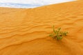 Desert Plant in Kyzylkum desert, Uzbekistan