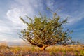 Desert plant and sky, Namibia