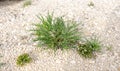 The desert plant is a thorn. A green bush in a rocky desert. Green grass on dry land. Desert soil. Desert landscape in Royalty Free Stock Photo