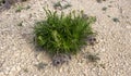 The desert plant is a thorn. A green bush in a rocky desert. Green grass on dry land. Desert soil. Desert landscape in summer Royalty Free Stock Photo