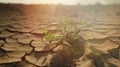 Desert plant thrives on parched, fractured terrain, sweltering day, impacted by climate shift. Generative AI