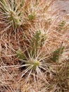 Desert plant in Valle del Arcoiris, San Pedro Atacama Desert, Chile