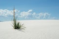 Desert plant in white sand dunes