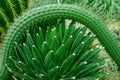 Desert plants Royalty Free Stock Photo