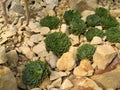 Desert plants Royalty Free Stock Photo