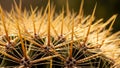 Desert plants adapted for arid environments minimizing water Royalty Free Stock Photo