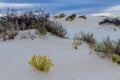 Desert Plants in the Amazing White Sands of White Sands Monument National Park in New Mexico. Royalty Free Stock Photo
