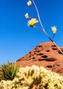 Desert plants in bloom at Papago Mountain