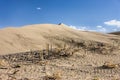 The desert plants at Bruneau dunes. Royalty Free Stock Photo