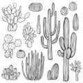Desert plants, cacti. Vector illustration