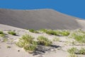 Desert plants cover the sand. Royalty Free Stock Photo