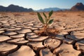 Desert plants, drought conditions, cracked ground, resilient arid vegetation Royalty Free Stock Photo