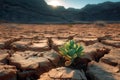 Desert plants, drought conditions, cracked ground, resilient arid vegetation Royalty Free Stock Photo