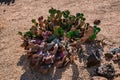 Desert plants in the garden of the Mission Xavier del Bac,Tucson, Arizona,USA