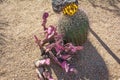 Desert plants in the garden of the Mission Xavier del Bac,Tucson, Arizona,USA