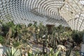 Desert plants in Greenhouse Royalty Free Stock Photo