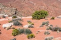 Desert plants growing along the canyon rim in Canyonlands National Park Royalty Free Stock Photo