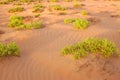 Desert plants Royalty Free Stock Photo
