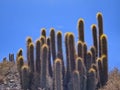 Desert plants like cacti and thorns with low water consumption growing in summer Royalty Free Stock Photo