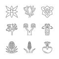 Desert plants linear icons set