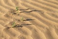 Desert plants, long shadows and traces on sand dunes