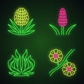 Desert plants neon light icons set